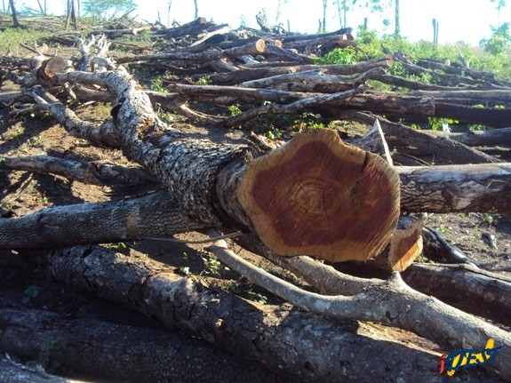 Corte ilegal de madeiras é crime ambiental.