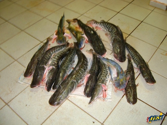 Peixes apreendidos.
