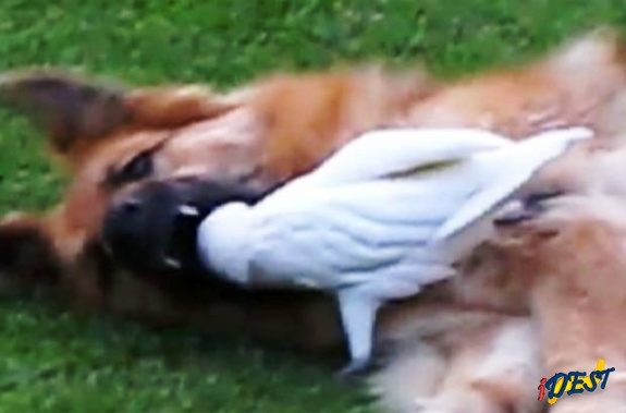 Cacatua coloca a cabeça dentro da boca da cadela Misha