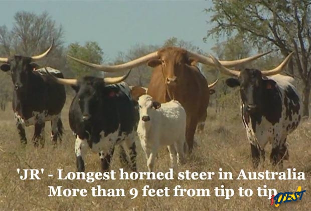 JR virou atração em fazenda em Queensland, na Austrália