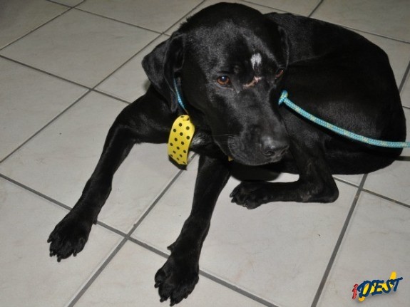 Cão em clínica veterinária de Campo Grande onde recebeu cuidados