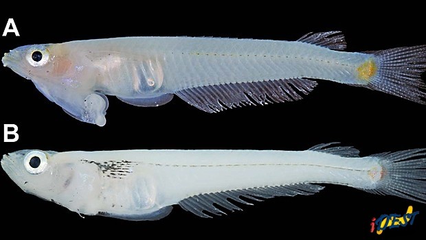 Macho, visto acima A, tem o pênis na cabeça.