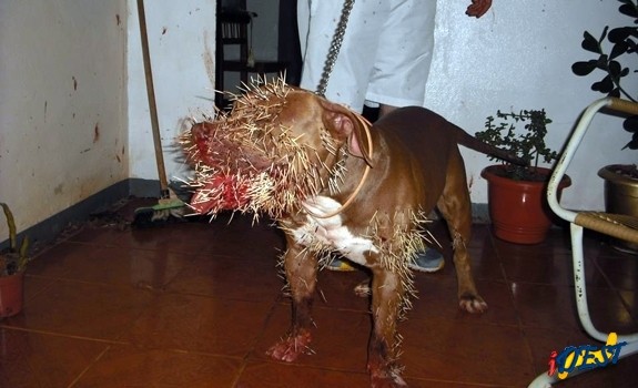 Cão atacado por porco-espinho em São Gabriel do Oeste