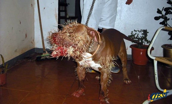 Lampião coberto de espinhos após enfrentar um porco espinho.