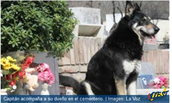 Cão zela túmulo do dono na Argentina há seis anos.