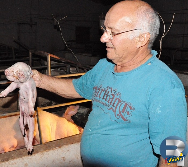 Porco com duas cabeças nasce em Sidrolândia
