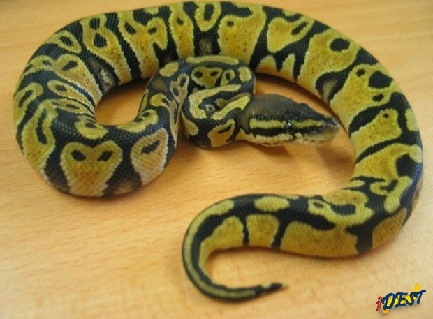 Idosa levou susto ao achar uma cobra enrolada sobre o assento da privada. Foto: Divulgação/SPCA
