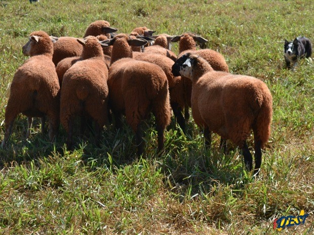 Demonstração de pastoreio com cães feita na Showtec em MS
