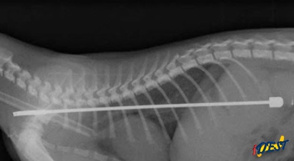 &prime;Alphie&prime; precisou passar por uma cirurgia após engolir uma antena de TV