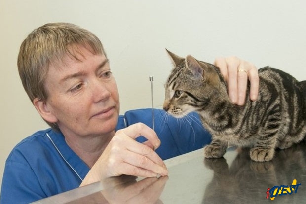 Apesar do susto, gato chamado &prime;Alphie&prime; passa bem