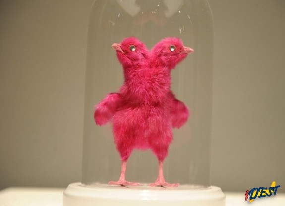 Escultura, produzida por meio de taxidermia, mostra dois pintinhos rosas com olhos de ?diamante"