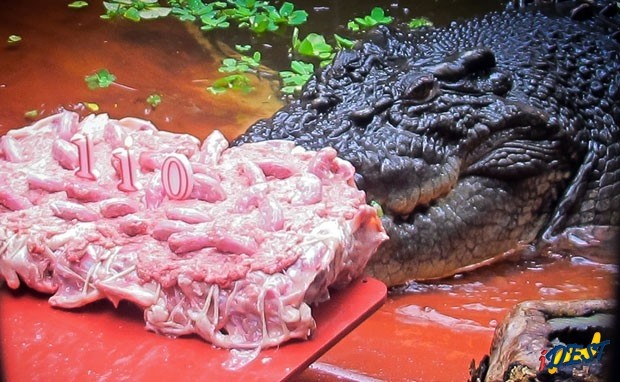 Maior crocodilo do mundo, &prime;Cassius&prime; faz 110 anos e ganha bolo na Austrália