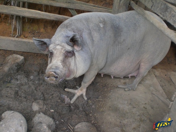 Porcos com pés de galinha são encontrados no ES.