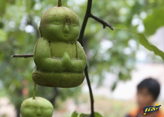 Peras em formato de buda sendo cultivadas em pomar no condado de Weixian, na China.
