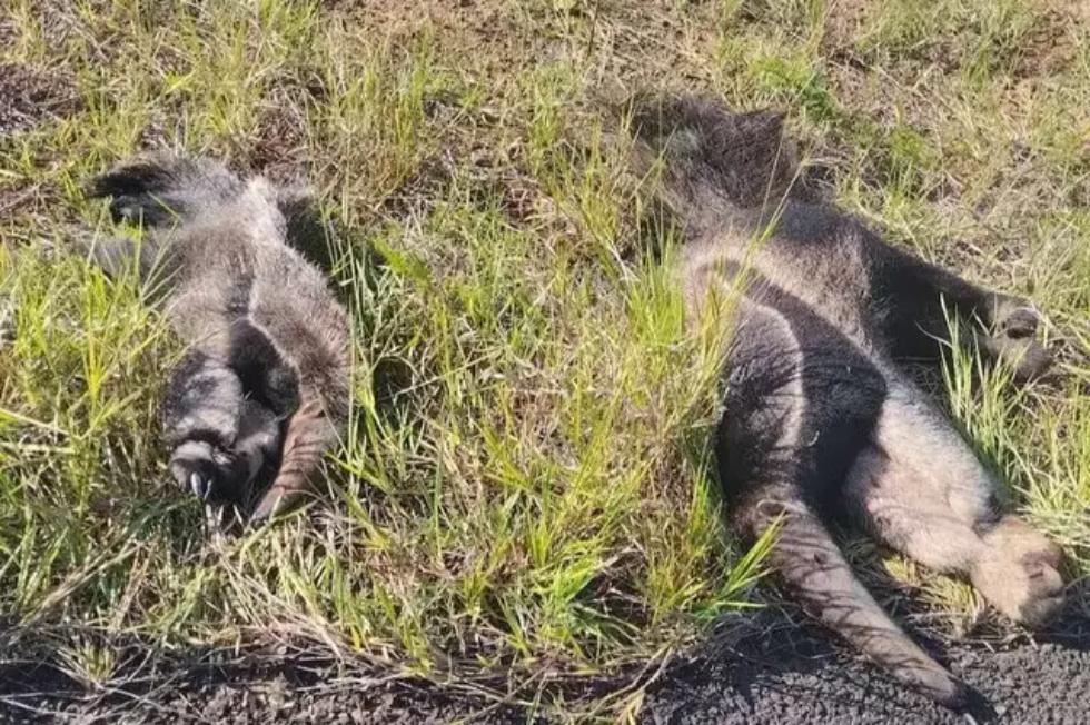 Imagens dos animais mortos na margens da MS- 450.