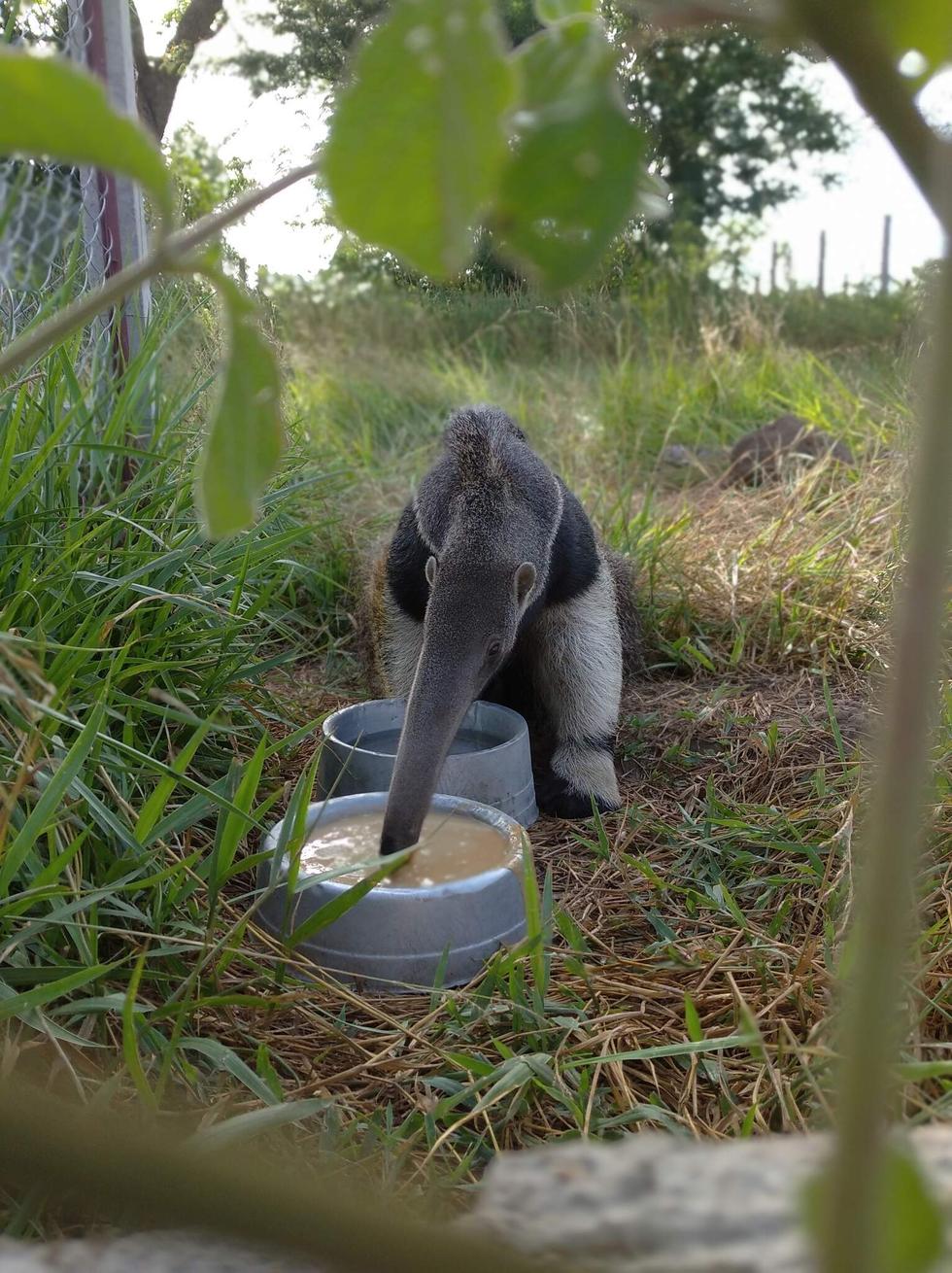 Aurora se alimentando sozinha em local de treinamento de reabilitação para voltar à natureza.