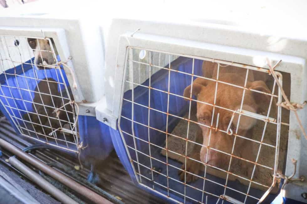 Pitbulls vítimas de maus-tratos, resgatados no Jardim Bastião.