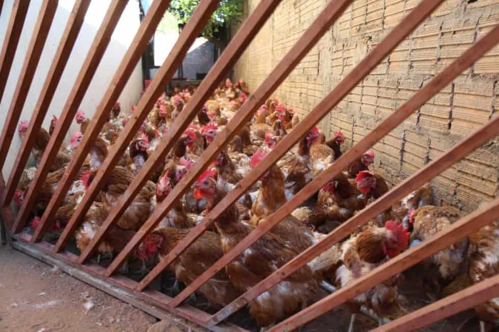 Galinhas estavam em casa no Bairro Parque do Lageado, em Campo Grande.