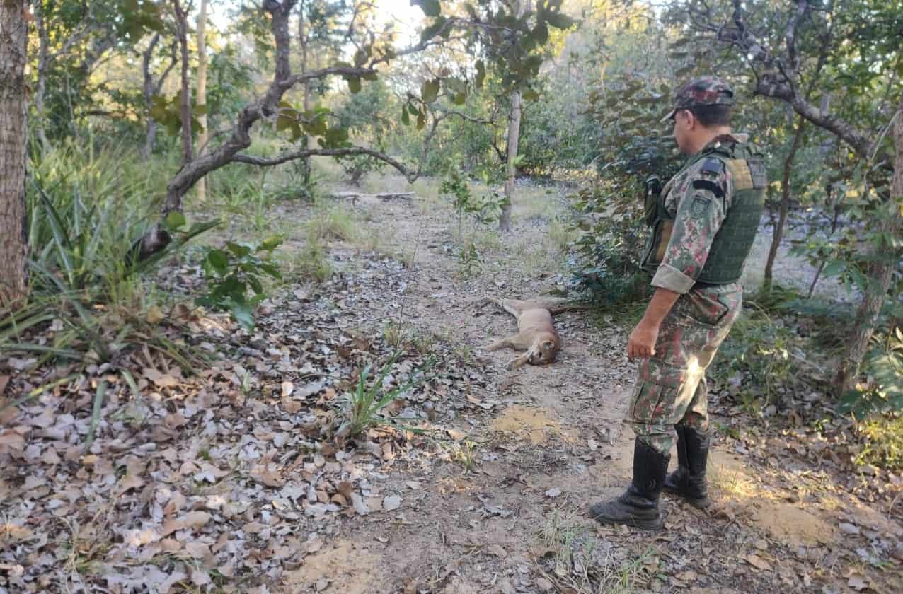 Imagem da notícia