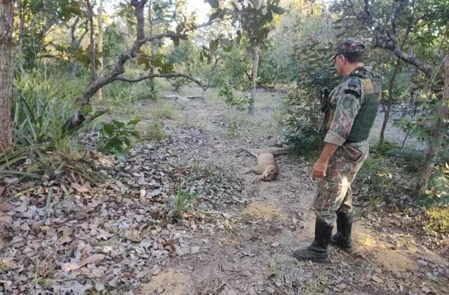Onça-parda foi morta pelos funcionários da propriedade rural.