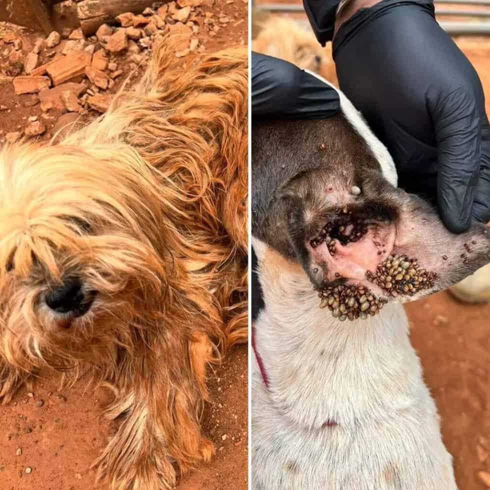 Animais estavam lotados de carrapatos, com ferimentos na pele e sem comida e água.