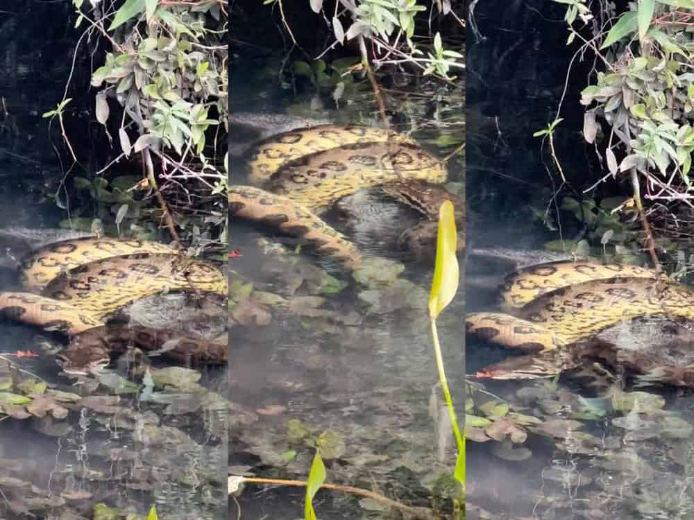 Cobra gigante foi encontrada às margens do rio Sucuri.