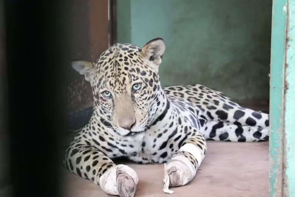 Onça com as patas queimadas pelos incêndios no Pantanal.
