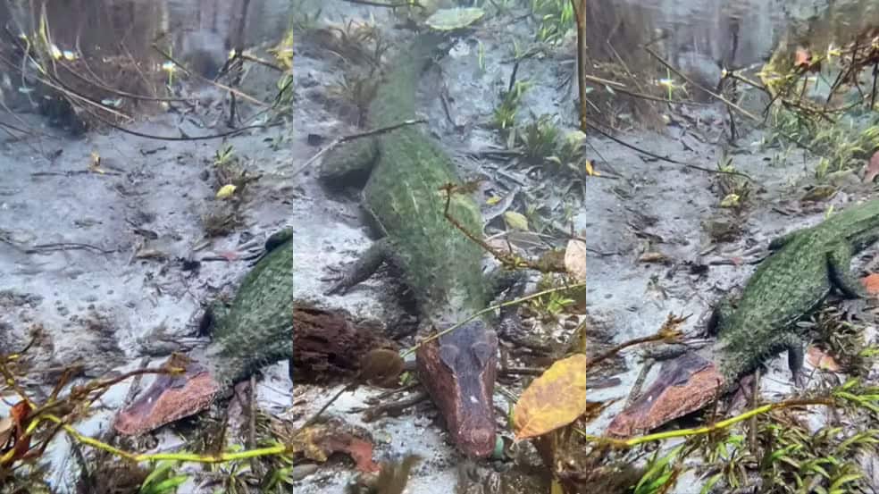 Jacaré de duas cores foi visto submerso no Rio Sucuri e surpreendeu guia turístico Célio Araújo.
