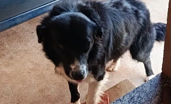 Moradora procura cachorro da raça border collie desaparecido em São Gabriel do Oeste