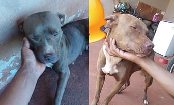 Cadelas pit bull desaparecidas são localizadas em São Gabriel do Oeste