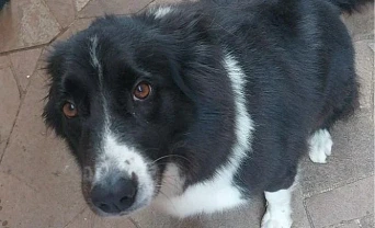 Moradora pede ajuda para localizar cachorra desaparecida em São Gabriel do Oeste