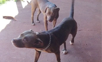 Duas cadelas da raça pit bull desaparecem no Jardim dos Pássaros, em São Gabriel do Oeste
