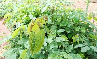 Viveiro do Projeto Mudanças abre doação de mudas à população de Sonora