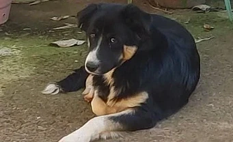 Procura-se o dono de cachorro que circula na região do Hospital Municipal em São Gabriel do Oeste