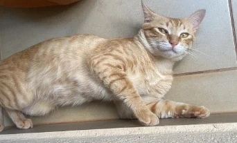 Mimi desaparece e família pede ajuda para encontrá-lo em São Gabriel do Oeste