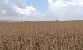 Colheita da soja avança 5,9% no norte de MS e Estado chega a 14,9%