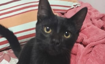 Pinduca desaparece e família faz apelo por informações em São Gabriel do Oeste