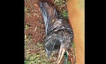 Jovem é presa por maus-tratos após morte de cadela em São Gabriel do Oeste