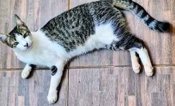 Família reforça apelo por ajuda para localizar gato Luan desaparecido há 15 dias em São Gabriel