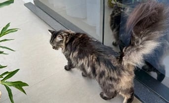 Desaparecimento de gato com problema de saúde preocupa tutora em São Gabriel