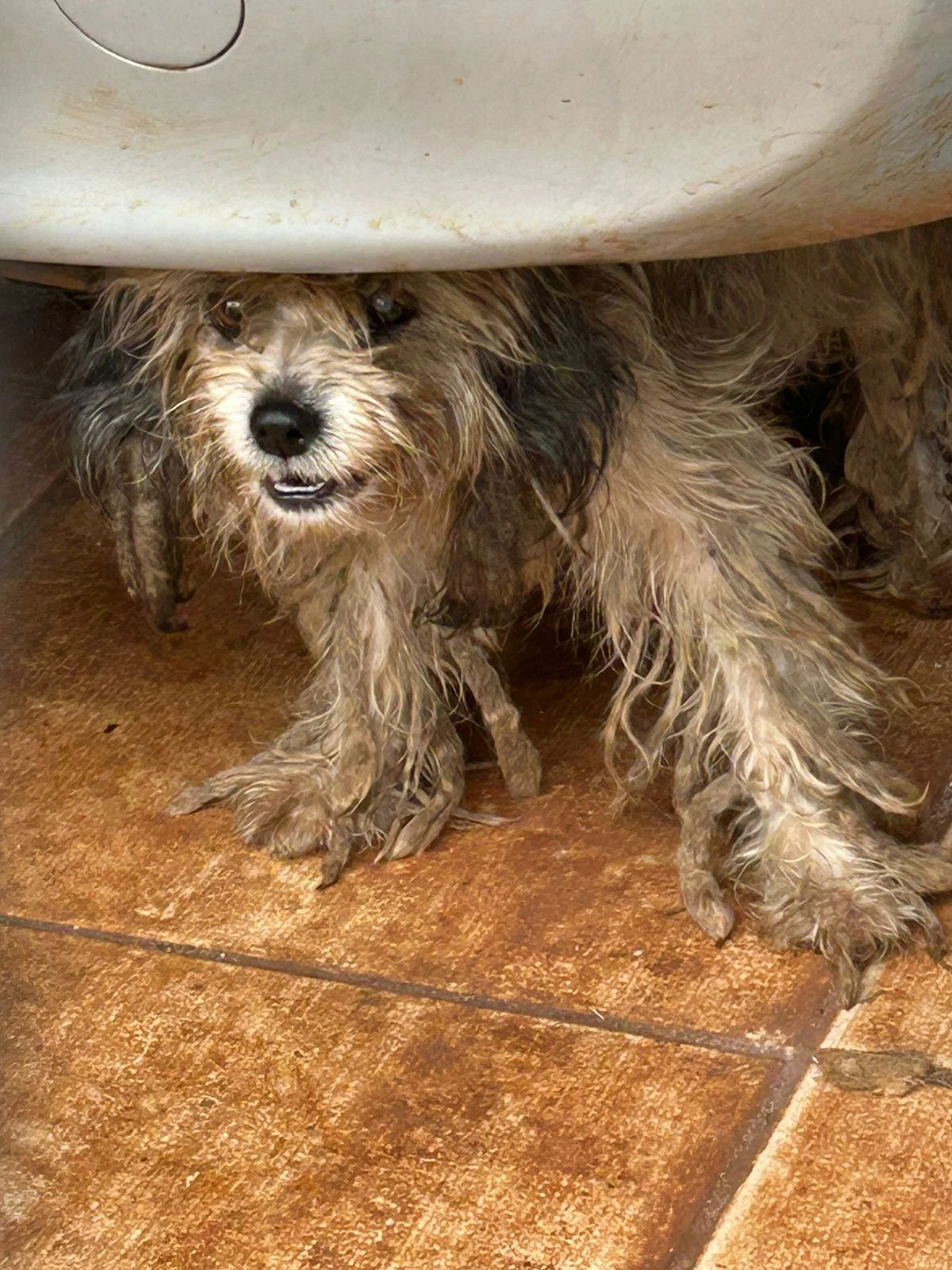 Animal encontrado sem água, alimentação e em condições precárias de higiene, no mês de maio deste ano em Campo Grande.