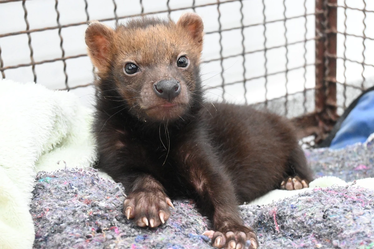 Animal ameaçado de extinção não era recebido pelo Centro de Reabilitação de Animais Silvestres de Mato Grosso do Sul há mais de 20 anos.