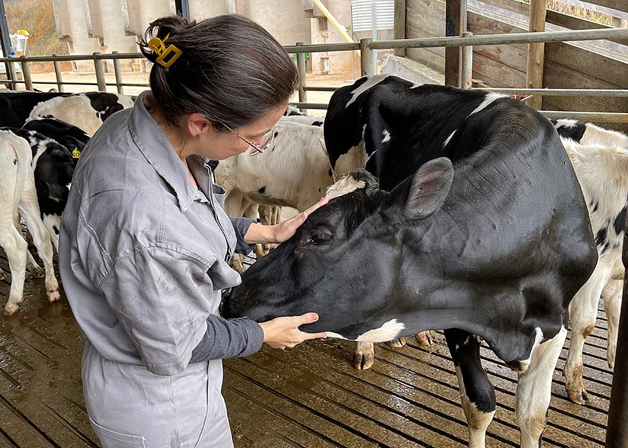 A pesquisadora Emanuelle Gaspar com um animal infectado com ceratoconjuntivite infecciosa bovina.