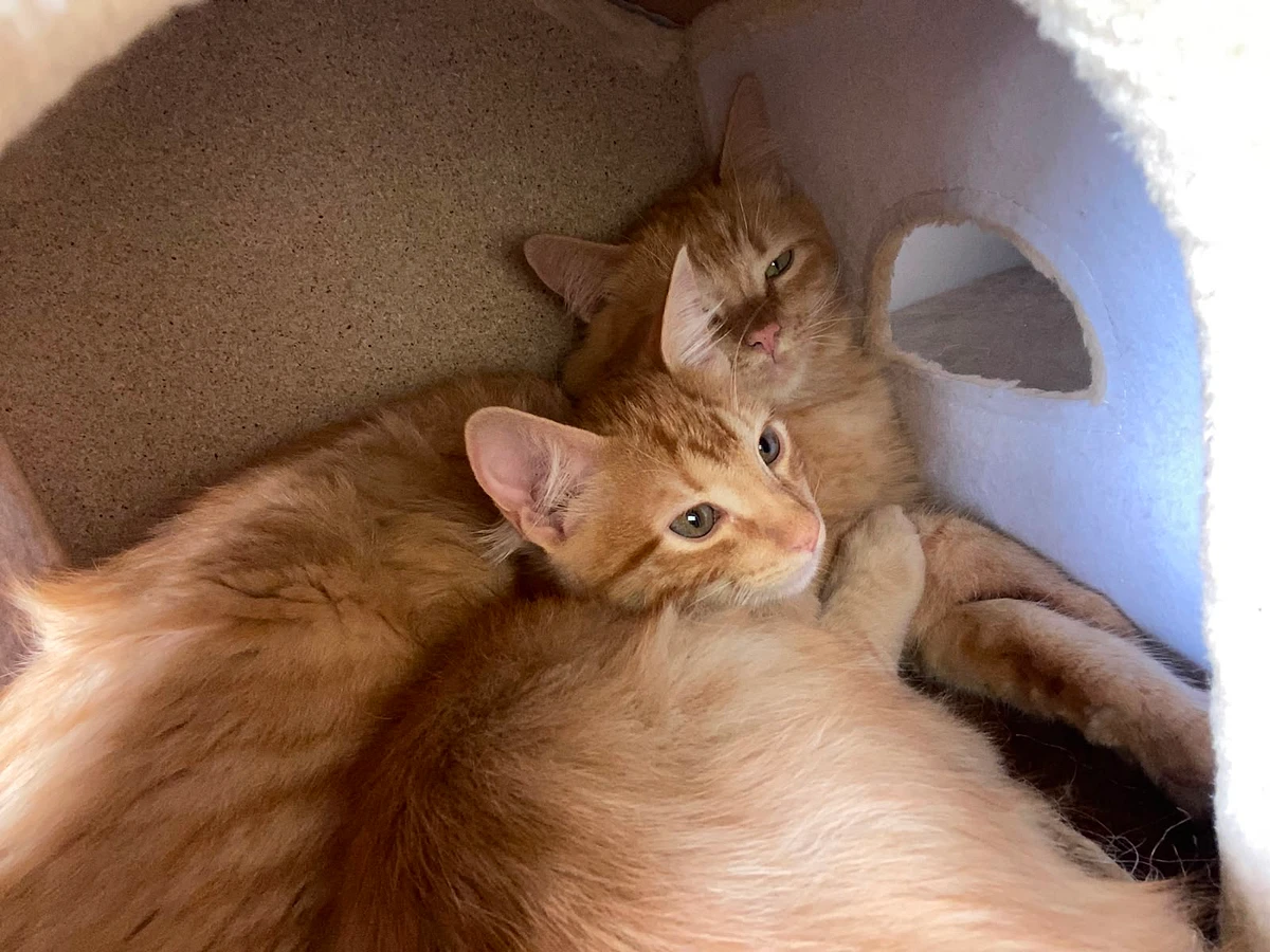 Gato José e seu irmãozinho.