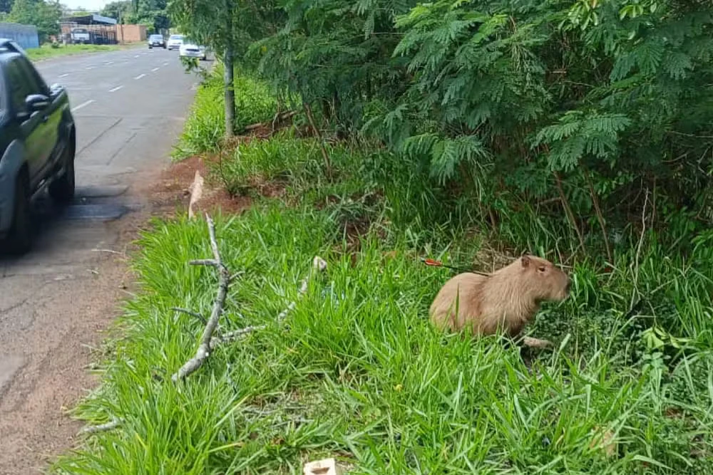 Imagem da notícia