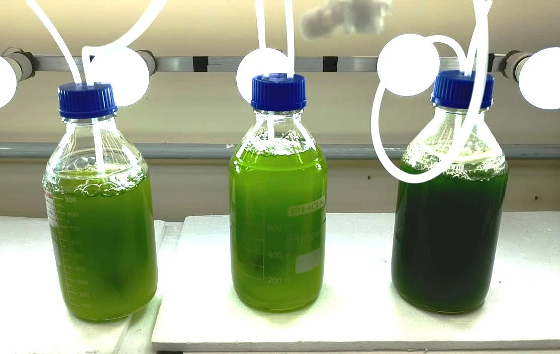 Cultura de alga com diferentes concentrações de nanopartículas.