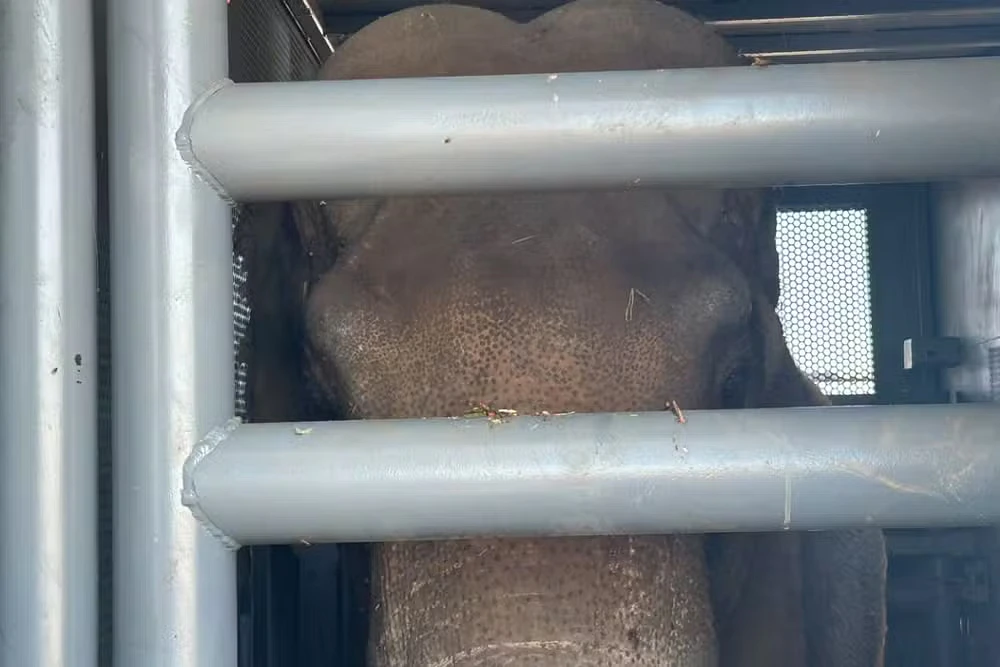 Elefante Sandro, em Campo Grande.