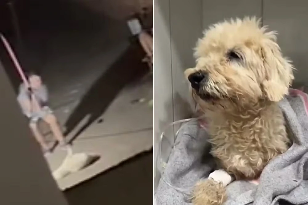 Mulher flagrada agredindo cachorro.